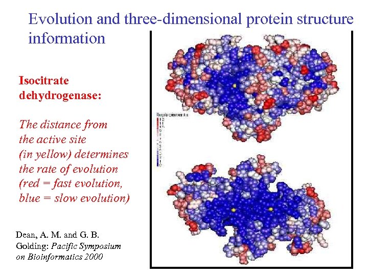 Evolution and three-dimensional protein structure information Isocitrate dehydrogenase: The distance from the active site