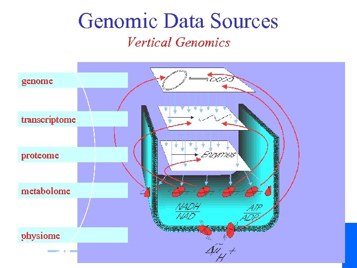 Genomic Data Sources Vertical Genomics genome transcriptome proteome metabolome physiome Dinner discussion: Integrative Bioinformatics