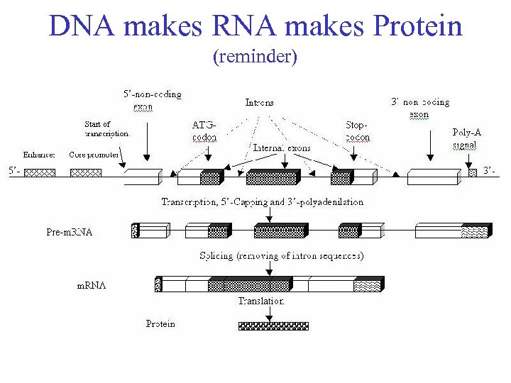 DNA makes RNA makes Protein (reminder) 
