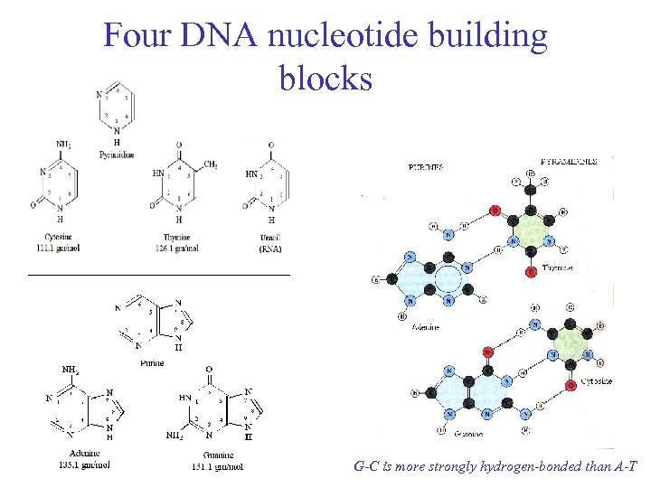 Four DNA nucleotide building blocks G-C is more strongly hydrogen-bonded than A-T 