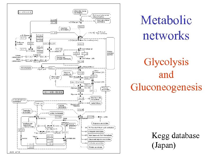 Metabolic networks Glycolysis and Gluconeogenesis Kegg database (Japan) 
