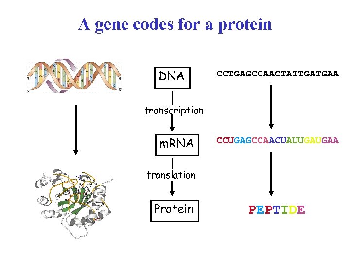 A gene codes for a protein DNA CCTGAGCCAACTATTGATGAA transcription m. RNA CCUGAGCCAACUAUUGAUGAA translation Protein