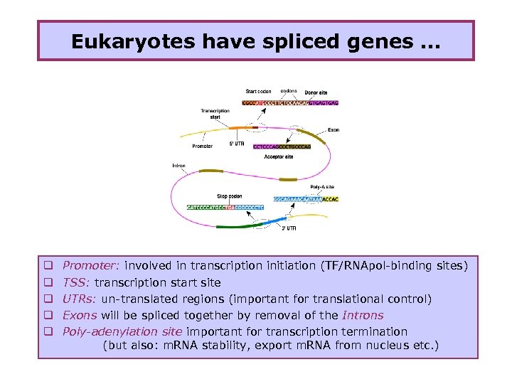Eukaryotes have spliced genes … q q q Promoter: involved in transcription initiation (TF/RNApol-binding