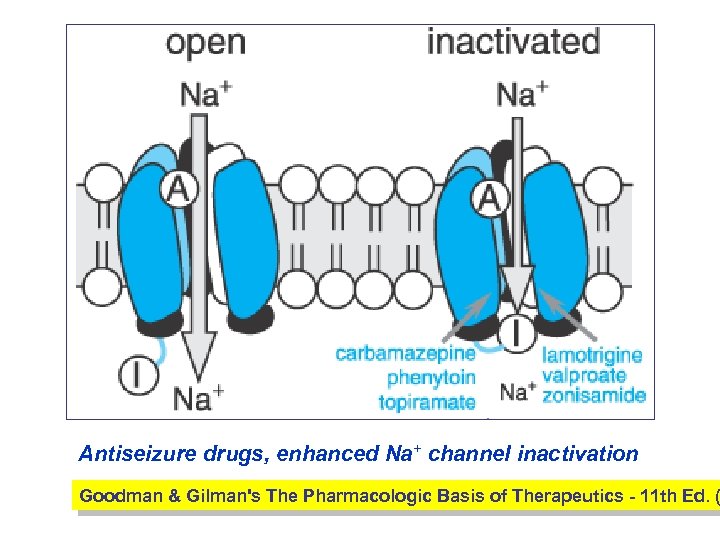 Antiseizure drugs, enhanced Na+ channel inactivation Goodman & Gilman's The Pharmacologic Basis of Therapeutics