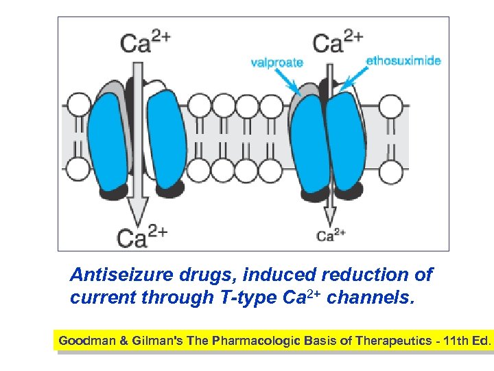 Antiseizure drugs, induced reduction of current through T-type Ca 2+ channels. Goodman & Gilman's
