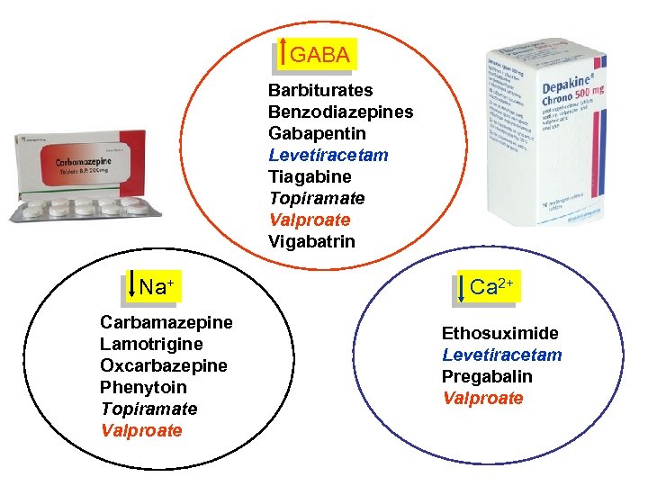 GABA Barbiturates Benzodiazepines Gabapentin Levetiracetam Tiagabine Topiramate Valproate Vigabatrin Na+ Carbamazepine Lamotrigine Oxcarbazepine Phenytoin