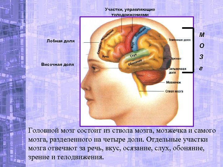 Участки, управляющие телодвижениями М Лобная доля О З Височная доля г Головной мозг состоит