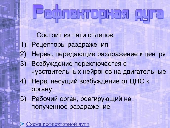 Состоит из пяти отделов: 1) Рецепторы раздражения 2) Нервы, передающие раздражение к центру