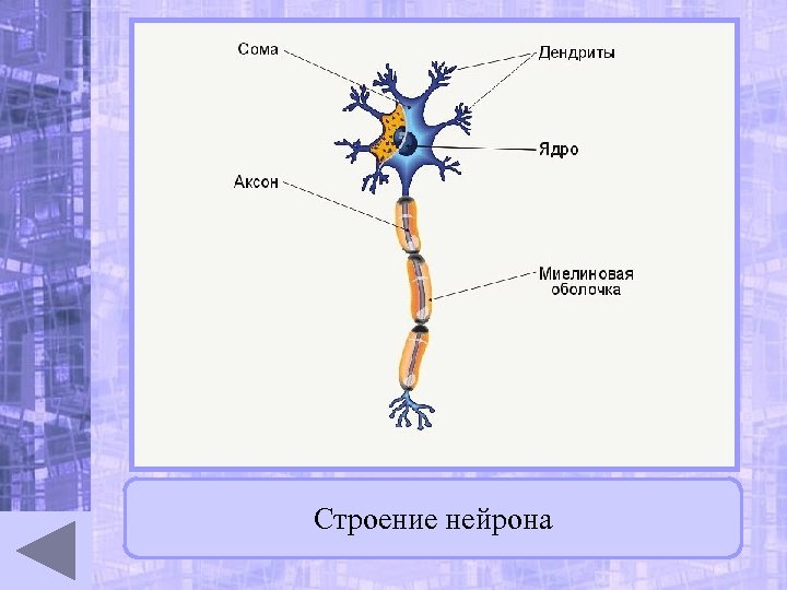 Строение нейрона 