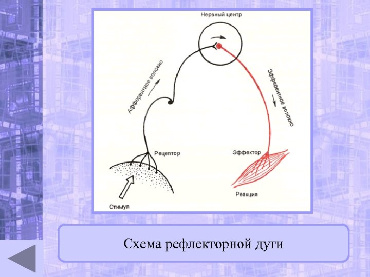 Рефлекс чихания схема