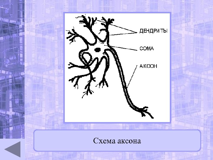 Схема аксона 