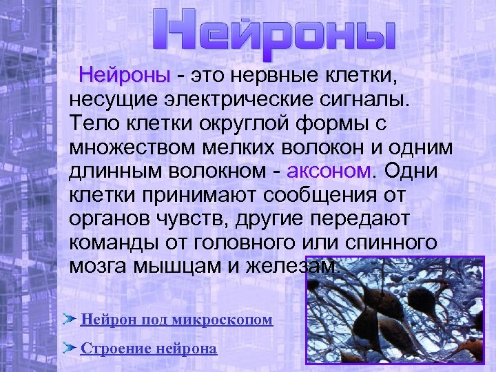 Нейроны - это нервные клетки, Нейроны несущие электрические сигналы. Тело клетки округлой формы с