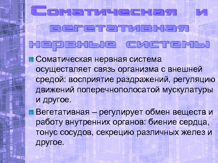 Соматическая нервная система осуществляет связь организма с внешней средой: восприятие раздражений, регуляцию движений поперечнополосатой