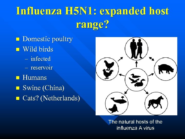 Influenza H 5 N 1: expanded host range? n n Domestic poultry Wild birds