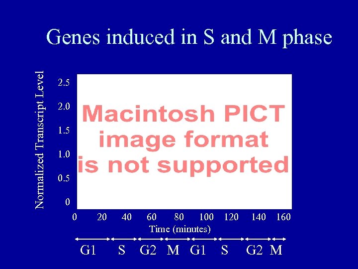 Normalized Transcript Level Genes induced in S and M phase 2. 5 2. 0