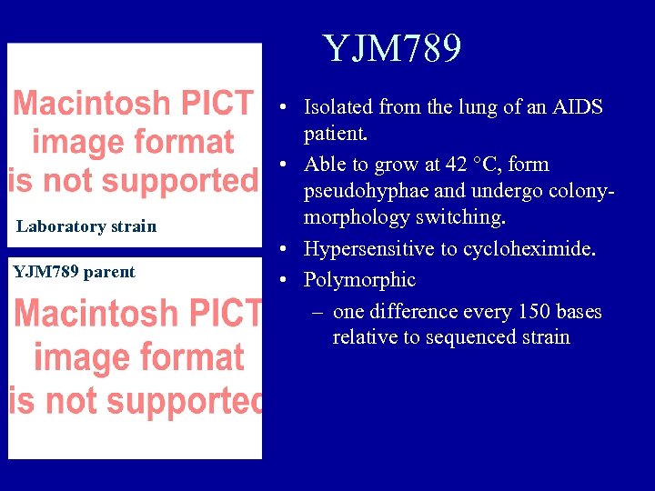 YJM 789 Laboratory strain YJM 789 parent • Isolated from the lung of an