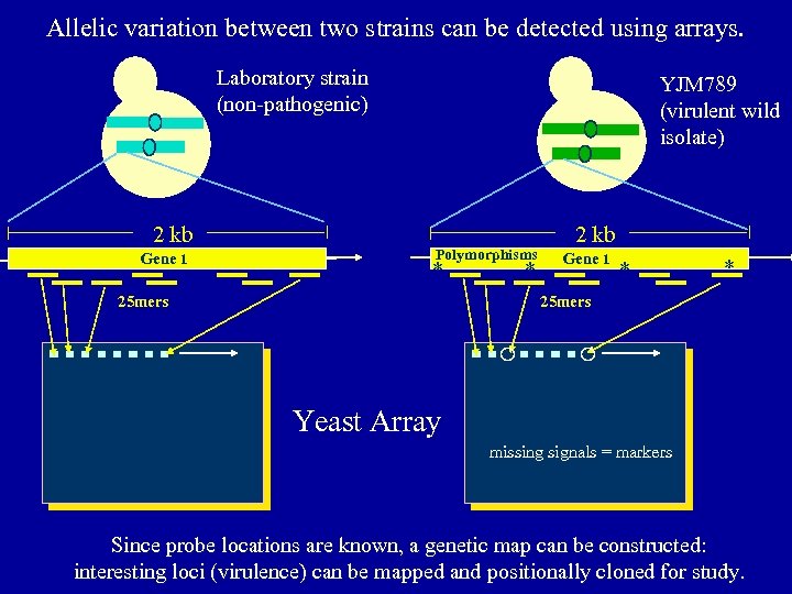 Allelic variation between two strains can be detected using arrays. Laboratory strain (non-pathogenic) 2