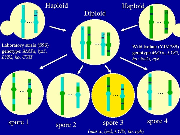 Haploid 1 Haploid Diploid 16 . . . 1 1 16 . . .