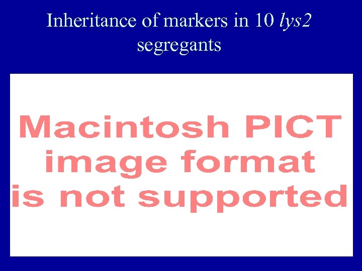 Inheritance of markers in 10 lys 2 segregants 