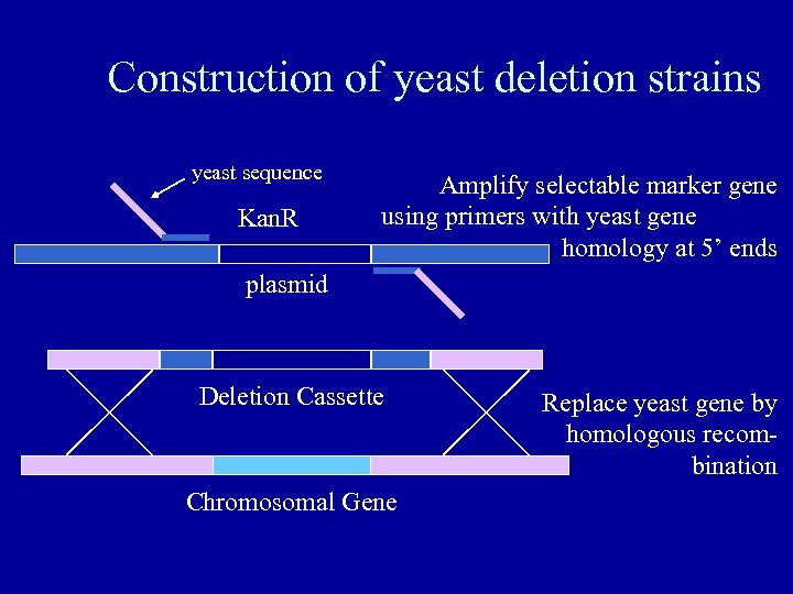 Construction of yeast deletion strains yeast sequence Kan. R Amplify selectable marker gene using