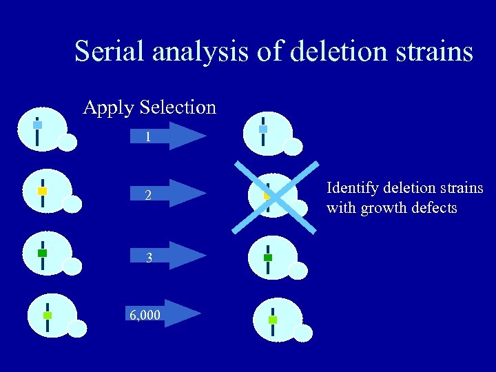 Serial analysis of deletion strains Apply Selection 1 2 3 6, 000 Identify deletion