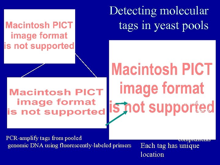 Detecting molecular tags in yeast pools PCR-amplify tags from pooled genomic DNA using fluorescently-labeled