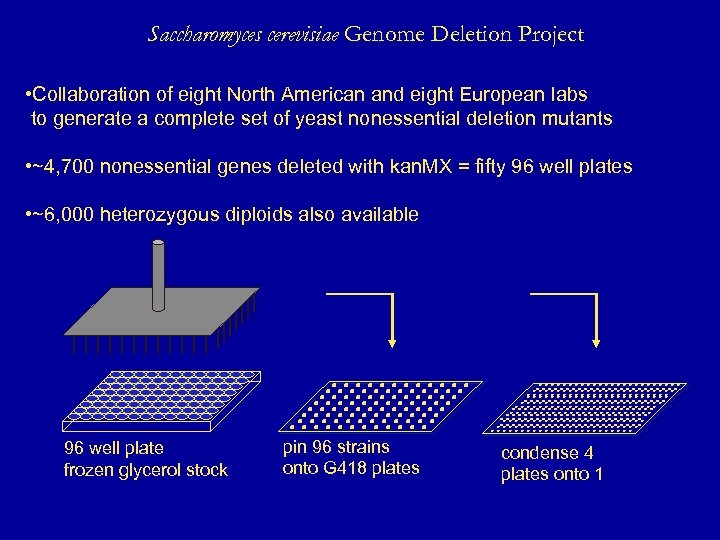 Saccharomyces cerevisiae Genome Deletion Project • Collaboration of eight North American and eight European