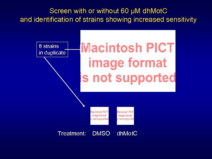 Screen with or without 60 µM dh. Mot. C and identification of strains showing