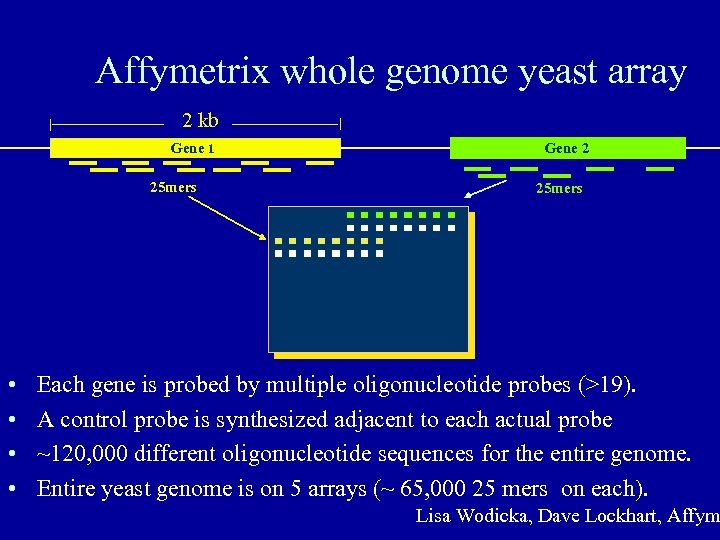 Affymetrix whole genome yeast array 2 kb Gene 1 25 mers • • Gene