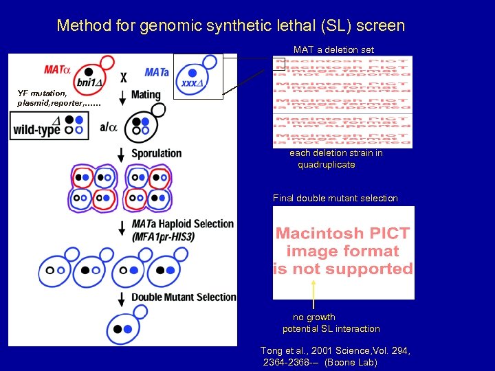 Method for genomic synthetic lethal (SL) screen MAT a deletion set YF mutation, plasmid,