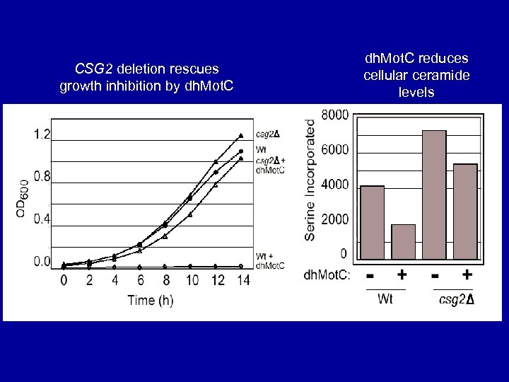 CSG 2 deletion rescues growth inhibition by dh. Mot. C reduces cellular ceramide levels