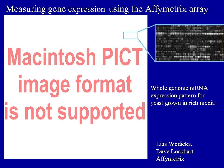 Measuring gene expression using the Affymetrix array Whole genome m. RNA expression pattern for