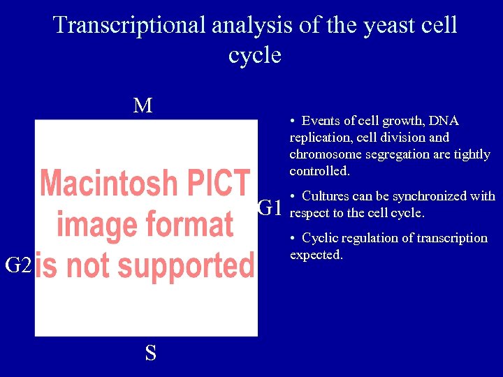 Transcriptional analysis of the yeast cell cycle M • Events of cell growth, DNA