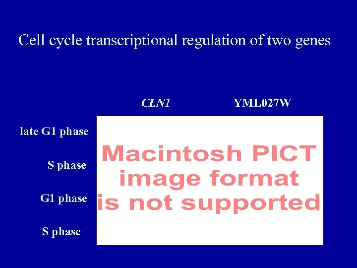 Cell cycle transcriptional regulation of two genes CLN 1 late G 1 phase S