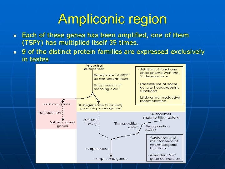 Ampliconic region n n Each of these genes has been amplified, one of them