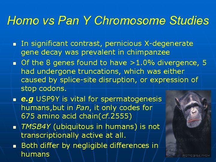 Homo vs Pan Y Chromosome Studies n n n In significant contrast, pernicious X-degenerate