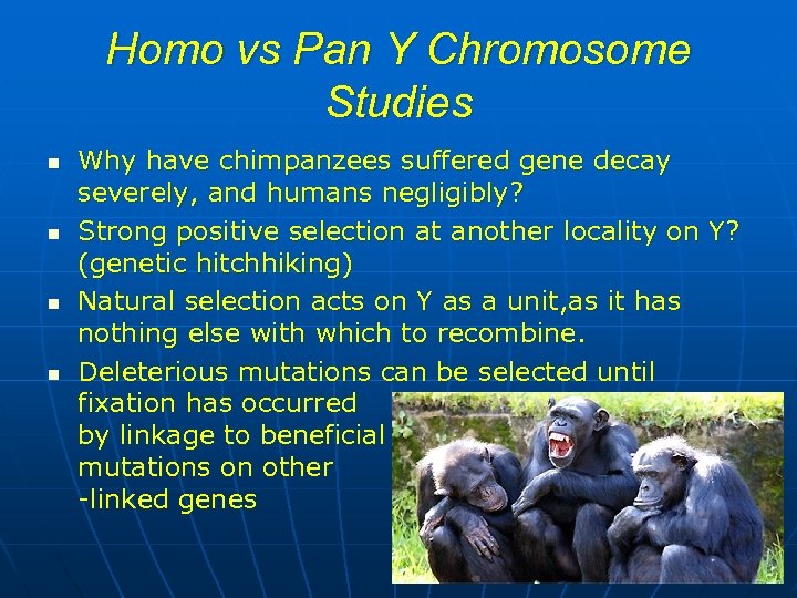 Homo vs Pan Y Chromosome Studies n n Why have chimpanzees suffered gene decay