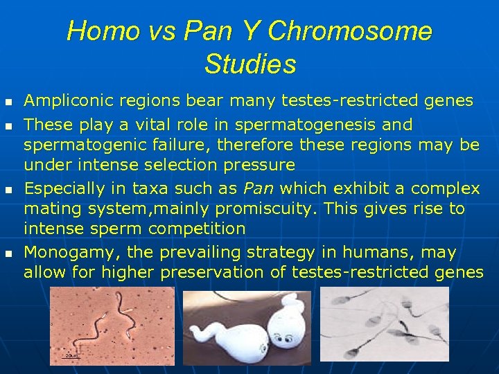 Homo vs Pan Y Chromosome Studies n n Ampliconic regions bear many testes-restricted genes