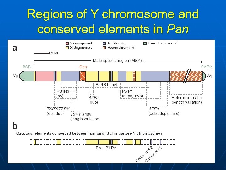 Regions of Y chromosome and conserved elements in Pan 