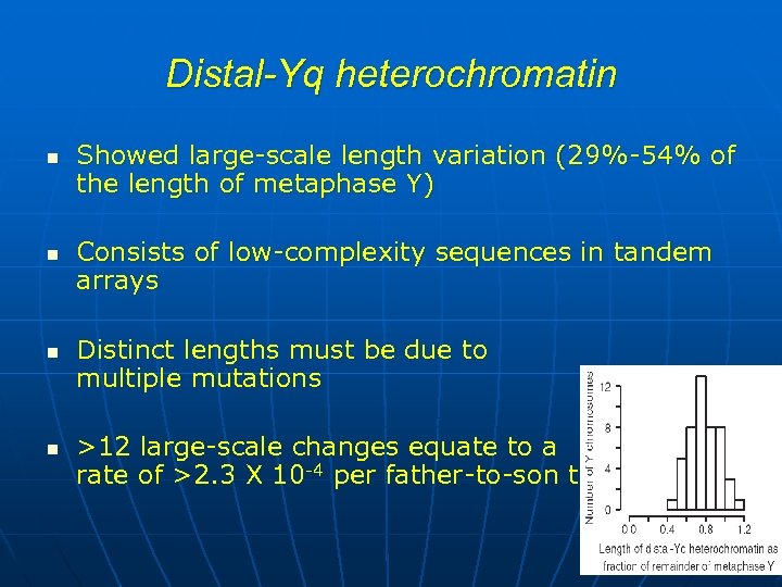 Distal-Yq heterochromatin n n Showed large-scale length variation (29%-54% of the length of metaphase