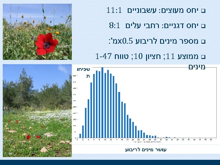  q יחס מעוצים: עשבוניים 1: 11 q יחס דגניים: רחבי עלים 1: 8