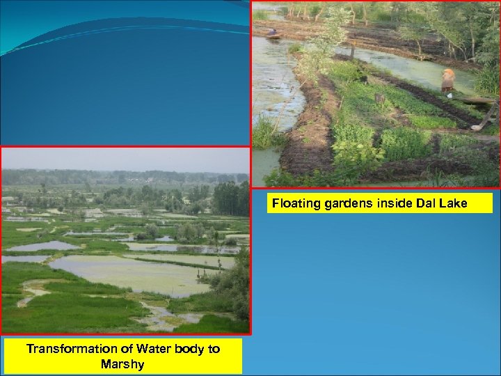 Floating gardens inside Dal Lake Transformation of Water body to Marshy 