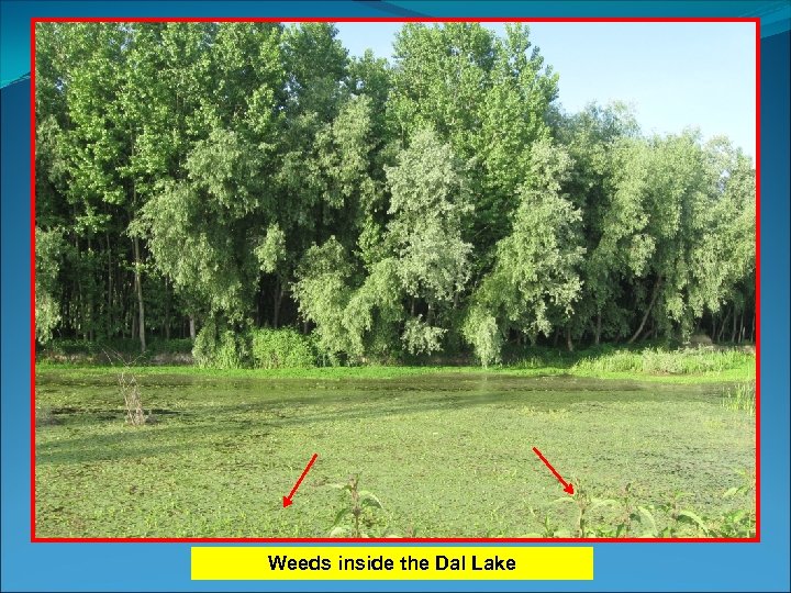 Weeds inside the Dal Lake 