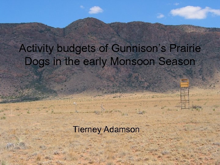 Activity budgets of Gunnison’s Prairie Dogs in the early Monsoon Season Tierney Adamson 