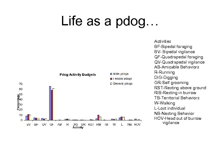 Life as a pdog… Activities BF-Bipedal foraging BV- Bipedal vigilance QF-Quadrapedal foraging QV-Quadrapedal vigilance