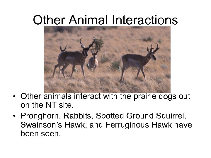 Other Animal Interactions • Other animals interact with the prairie dogs out on the