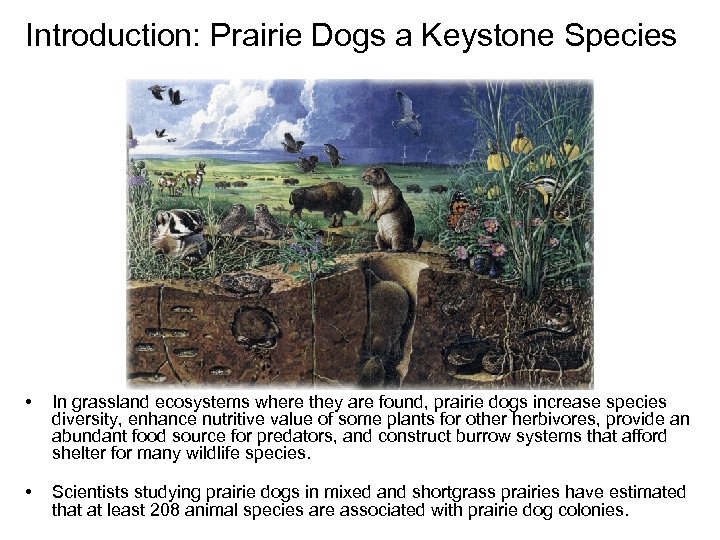 Introduction: Prairie Dogs a Keystone Species • In grassland ecosystems where they are found,