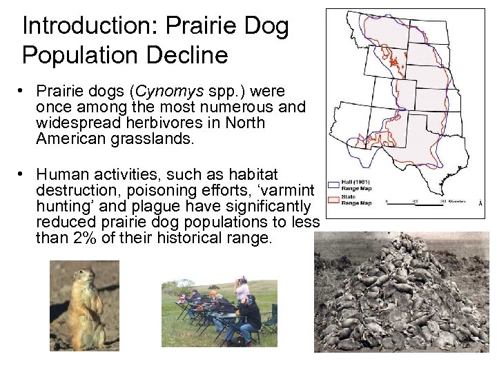 Introduction: Prairie Dog Population Decline • Prairie dogs (Cynomys spp. ) were once among