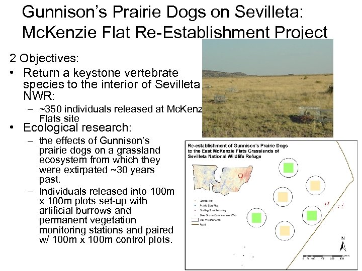 Gunnison’s Prairie Dogs on Sevilleta: Mc. Kenzie Flat Re-Establishment Project 2 Objectives: • Return