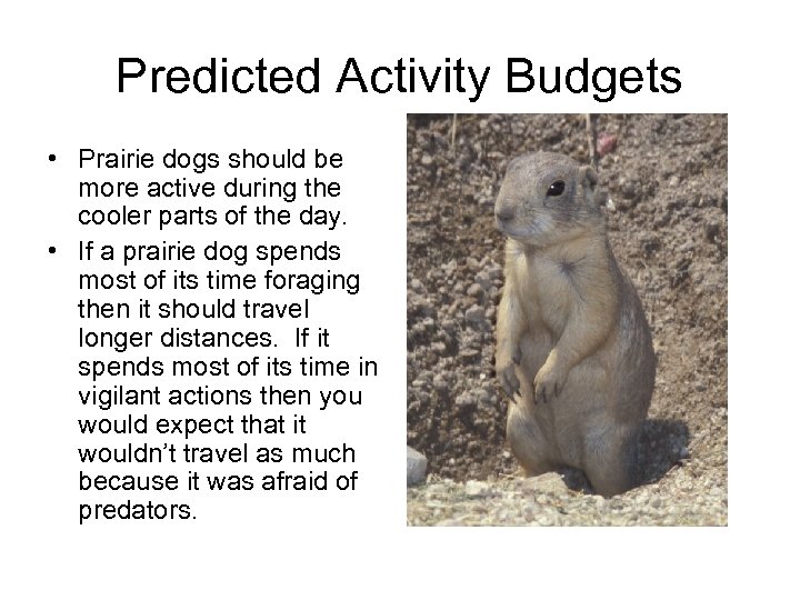 Predicted Activity Budgets • Prairie dogs should be more active during the cooler parts